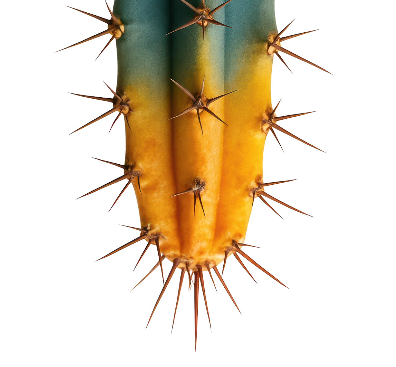 cactus piquant